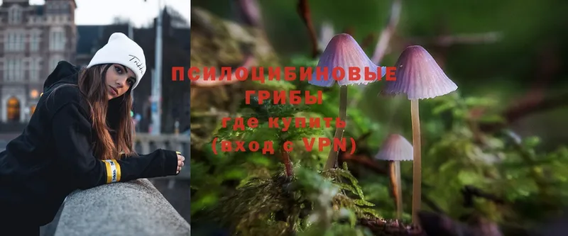 OMG ТОР  Злынка  Галлюциногенные грибы Magic Shrooms 